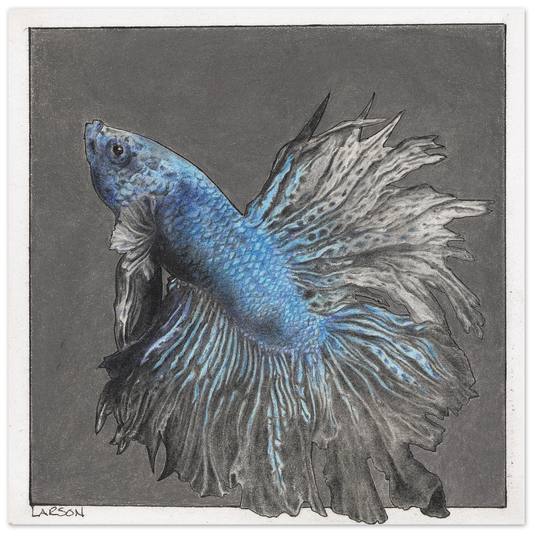 Artistic illustration of a blue and gray betta fish on a dark background