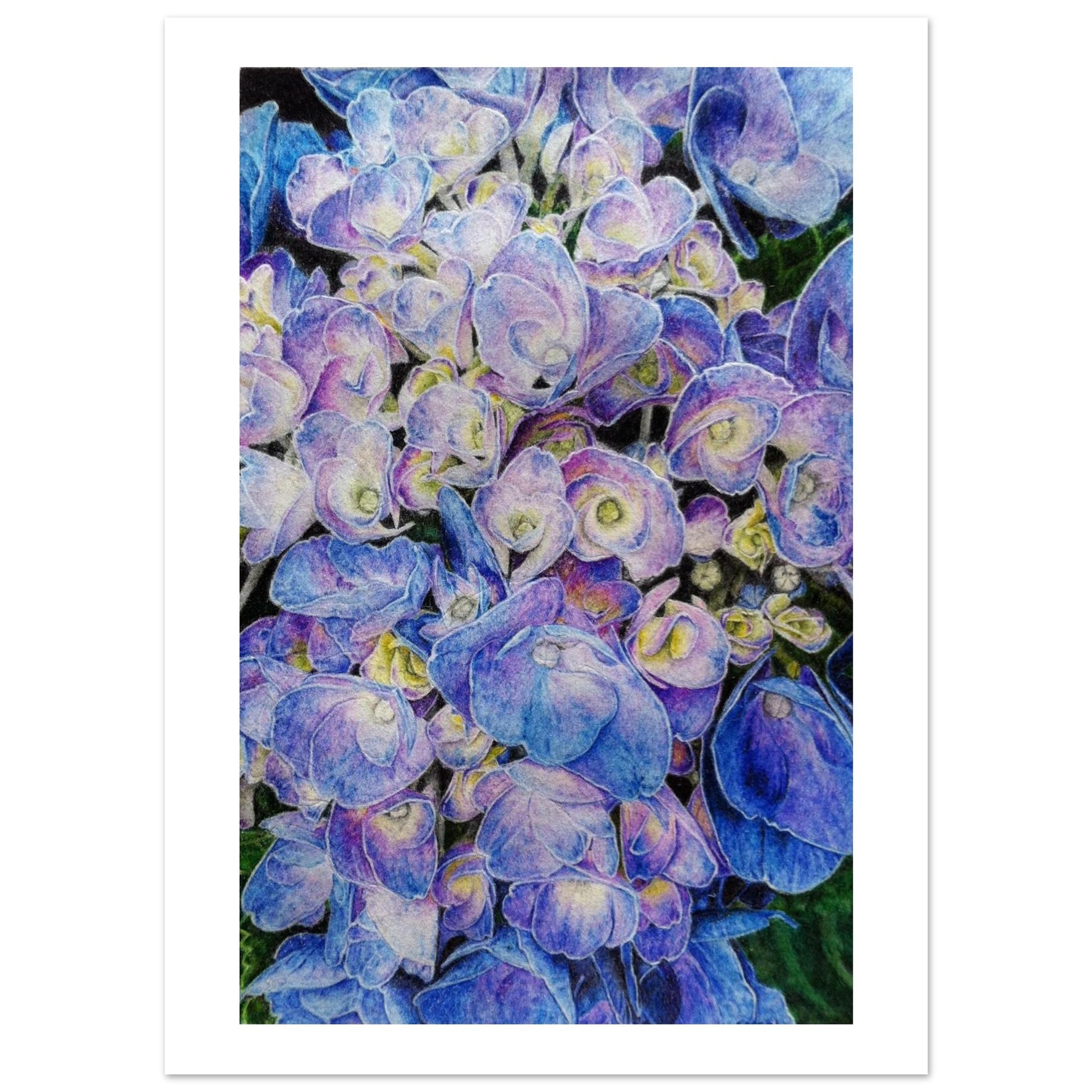 Close-up of blue and purple hydrangea flowers on a white background
